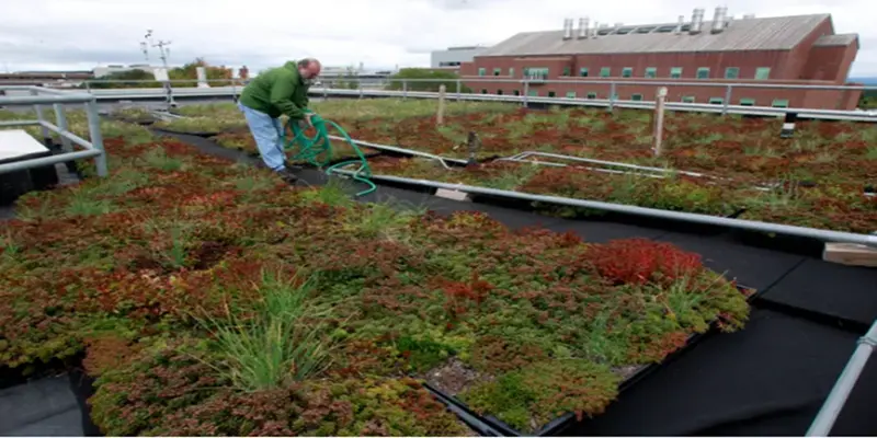 greenroof2_.webp