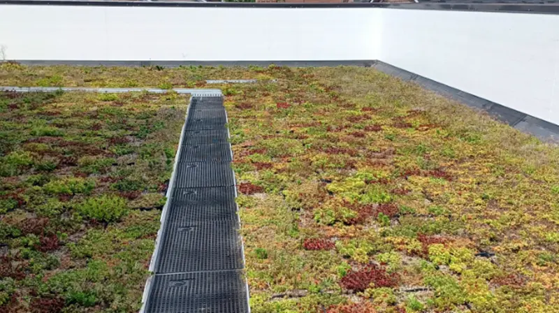 greenroof3_.webp